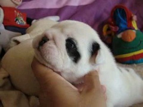 31.07.09 ernestine 2 semaines video 1