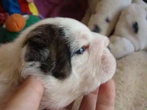 31.07.09 ernestine 2 semaines video 1