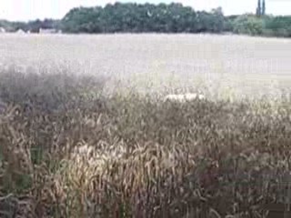 Angie et Kiss dans les blés