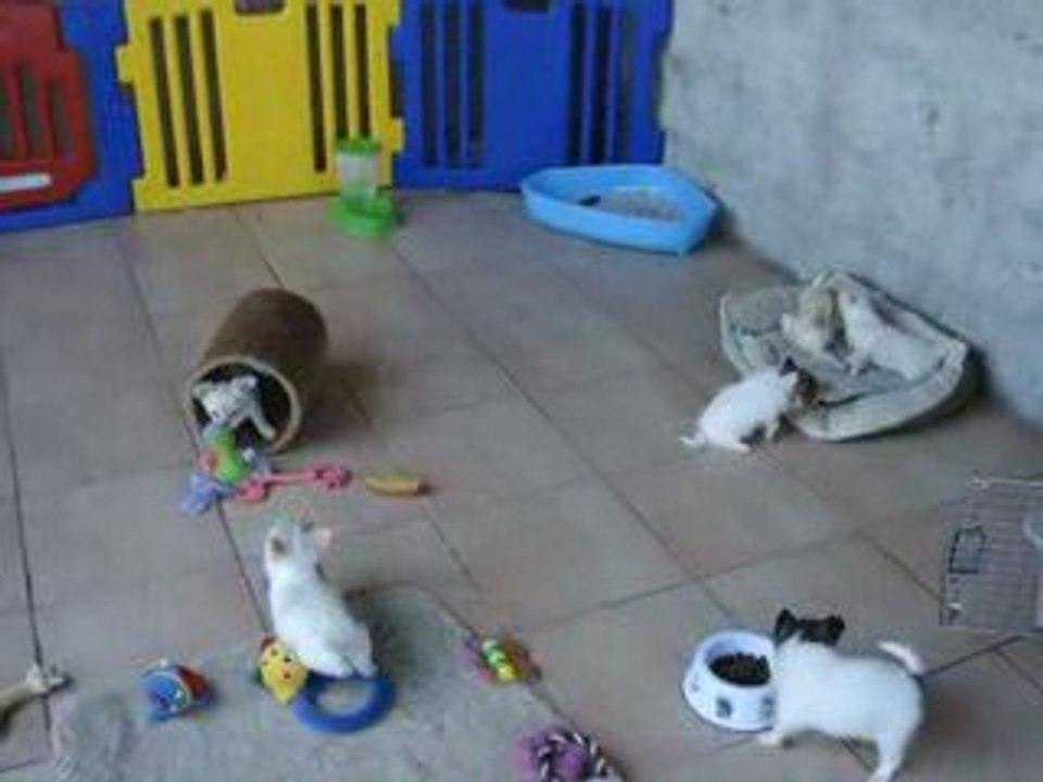 bébés chihuahuas et parcours d'agility !
