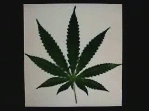 conspiration cannabis