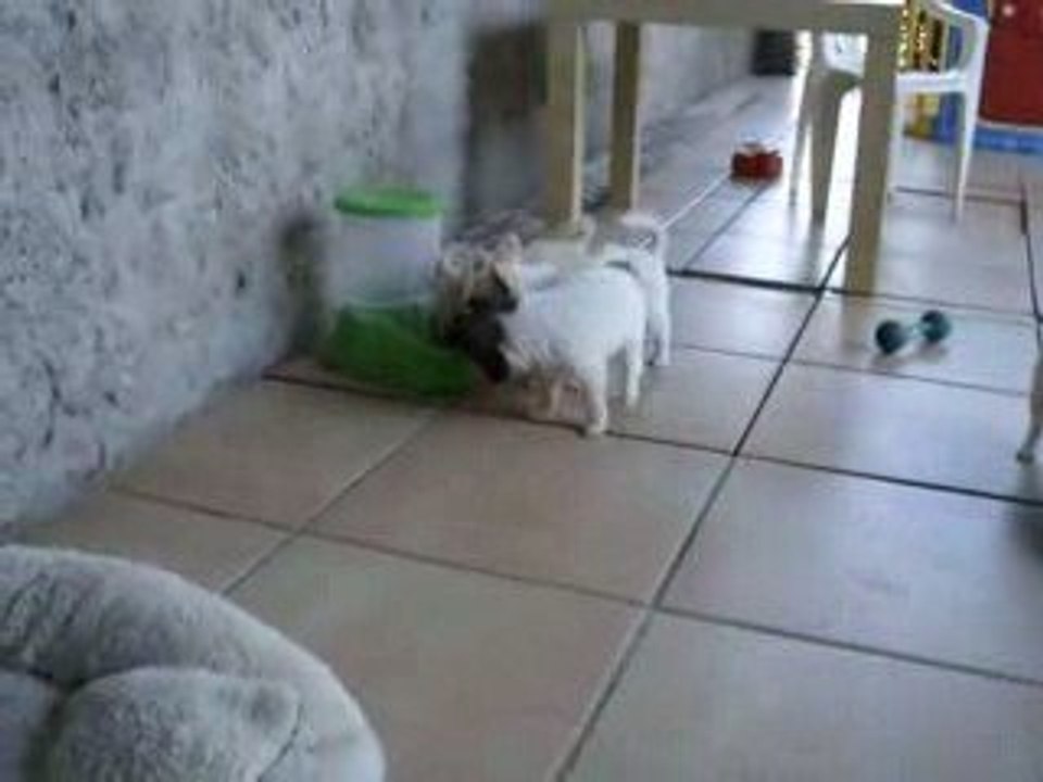 petit papillon deviendra grand