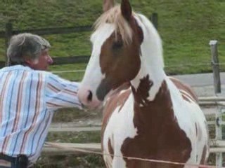 Saut en Couloir - Elevage Du Boiron, La Rippe (VD) 🐎