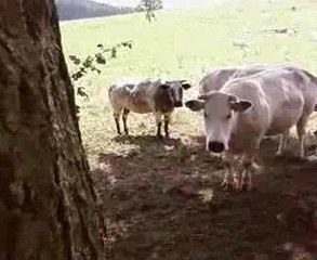 Fourmis summer 2009...