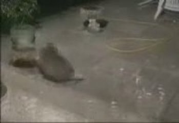 Badger vs Fox. Badger wins easily.