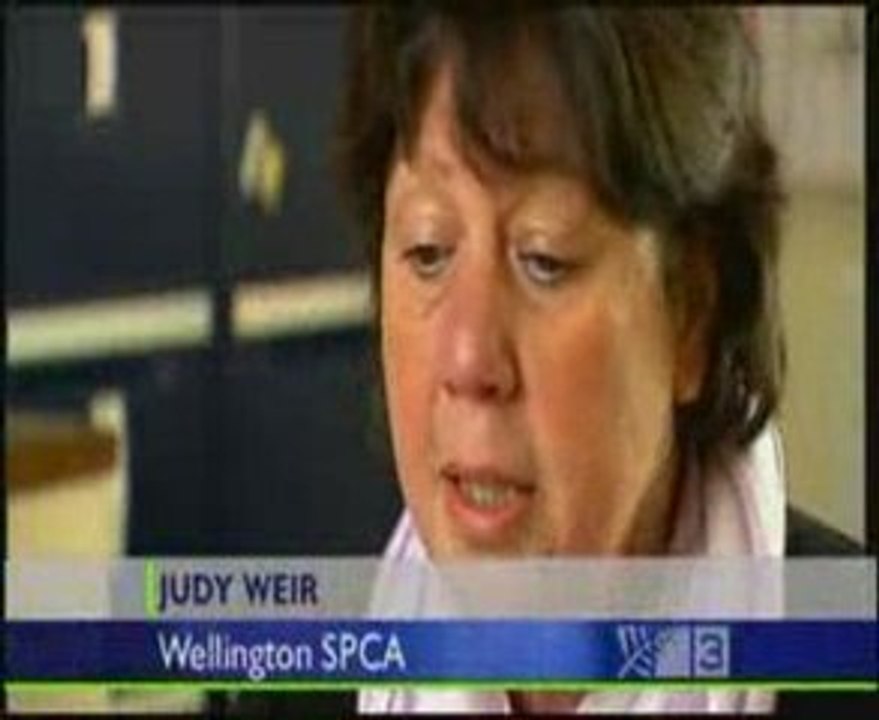 CYF & SPCA