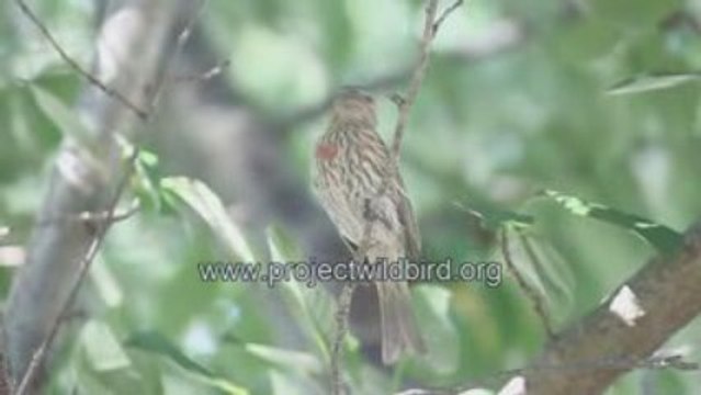 How to get a free bird feeder and bird seeds