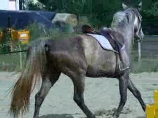 Quinoa au travail le 30 juillet 2009