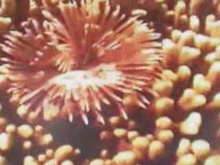 ガァム島の海の生物　　ＢＧＭ：ＥＮＹＡ