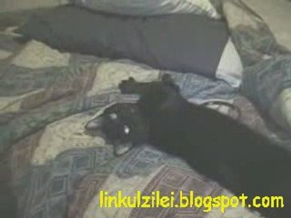 Lazy Ass Cat