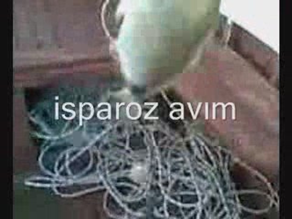 melanur ve isparoz avım