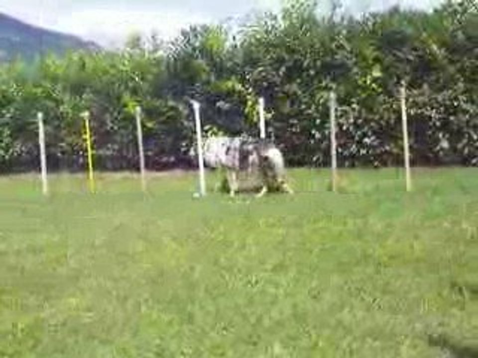 Slalom