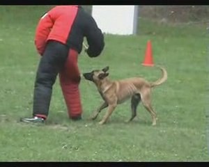 Djimmy du Bois des Trembles Ring 1