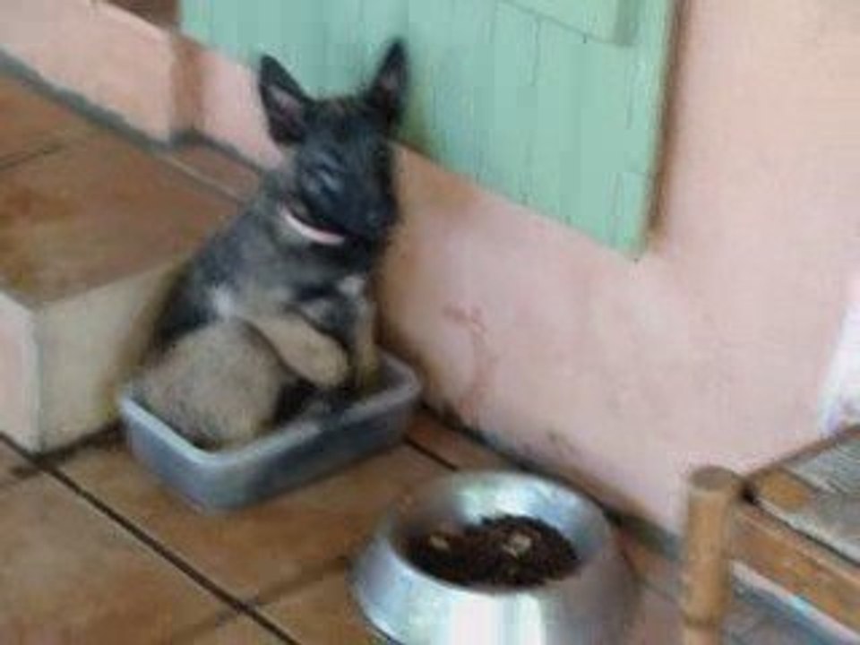 l'arrivée d'etna à la maison