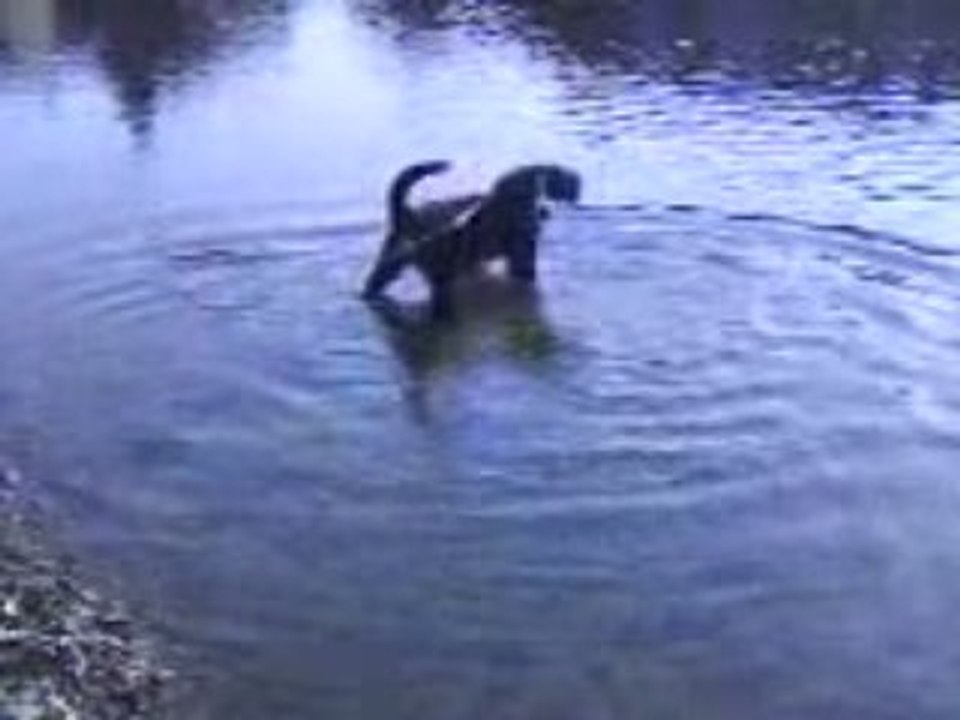 Boo joue dans l'eau 2