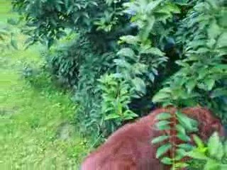 the rare flemish "wild dingo"