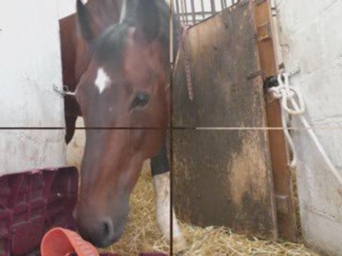 Ghost des Bruyères après opération