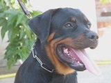 ROTTWEILER LA NOSTRA MISSIONE