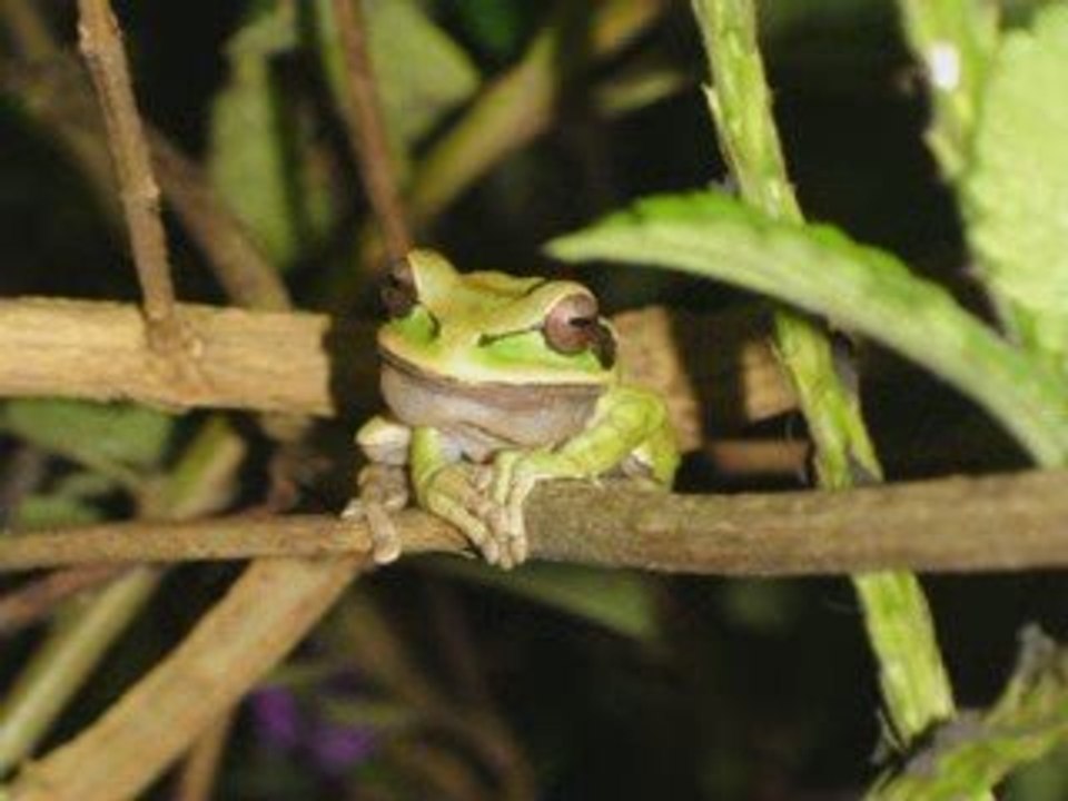 La merveilleuse nature du Costa Rica