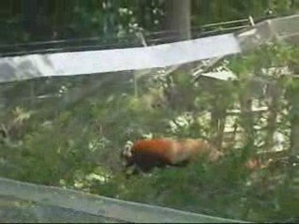 red panda playtime