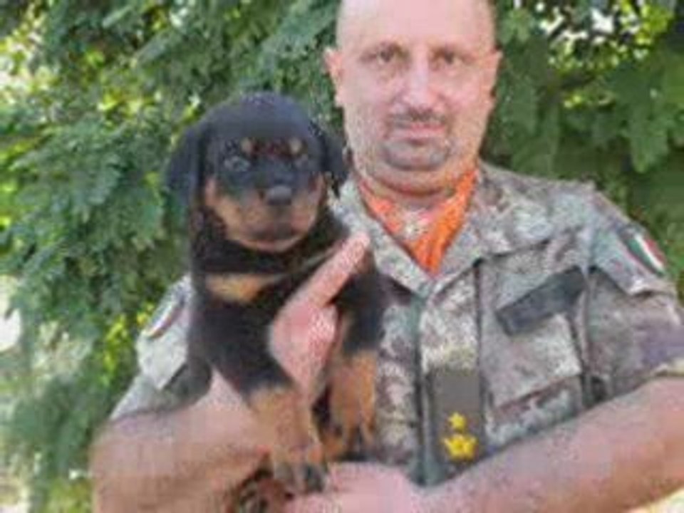 ROTTWEILER I MIGLIORI ANNI DELLA NOSTRA VITA