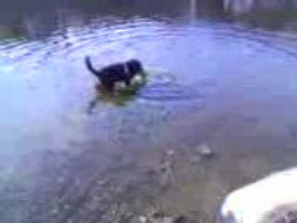 Boo joue dans l'eau