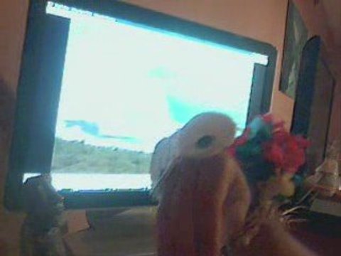 debilos le peroquet sur somewhere over the rainbow