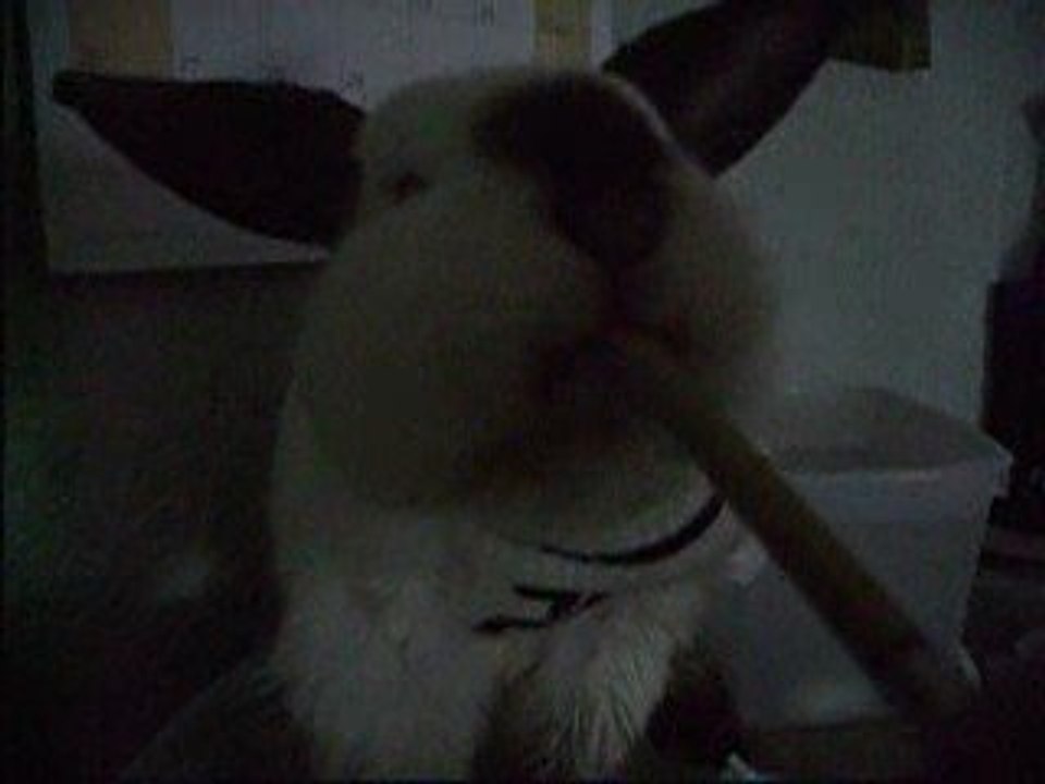 Frollain schlabbert ihr pollenwasser