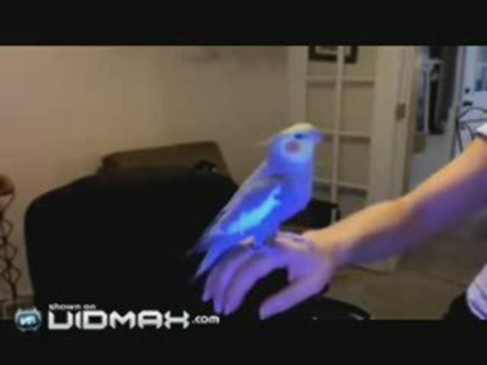 Perruche Calopsitte beatboxing