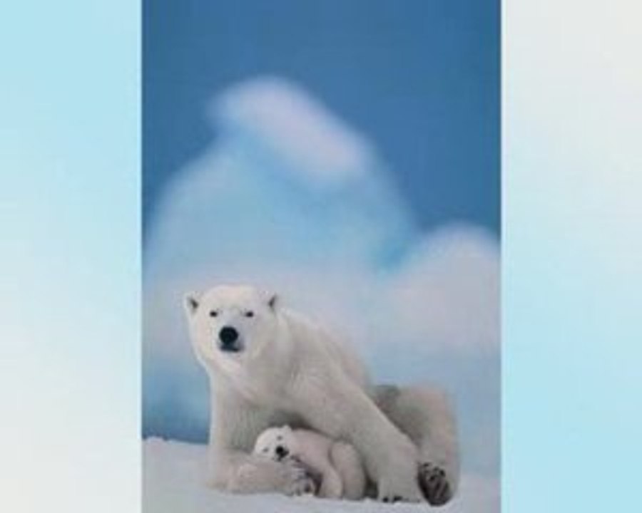 L'Ours FreeCamer