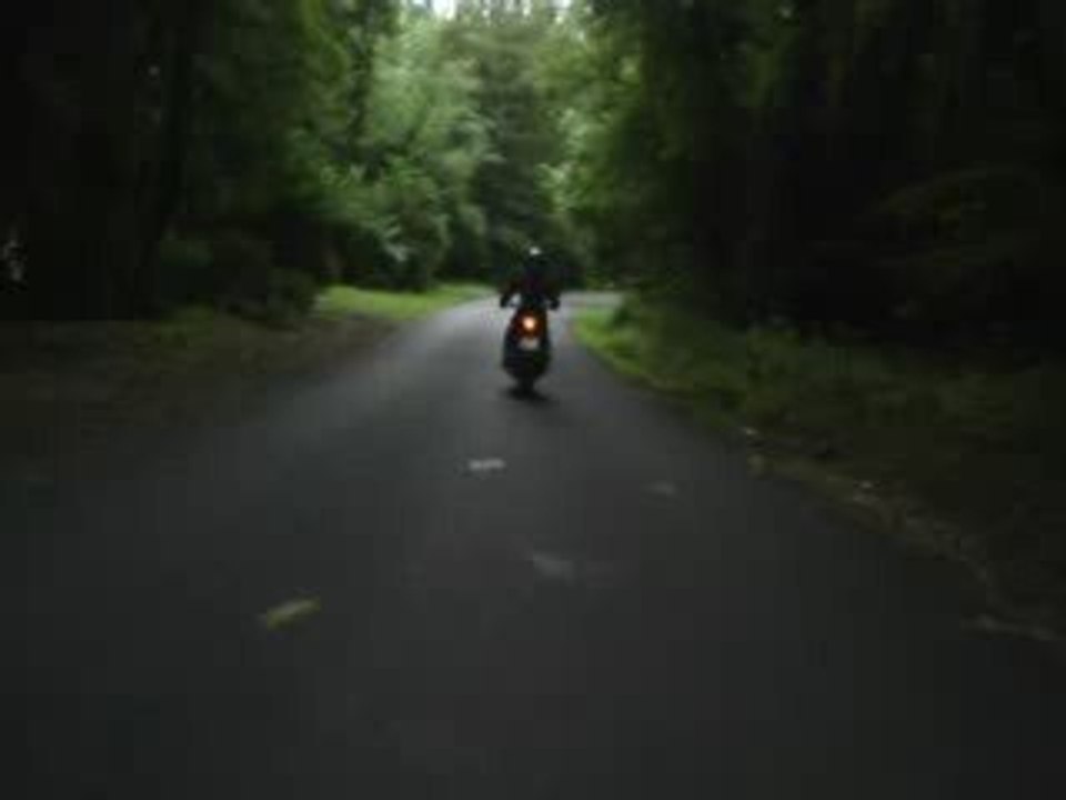 a travers la foret