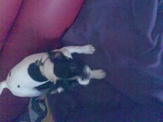 attention chien méchant ! ;-)