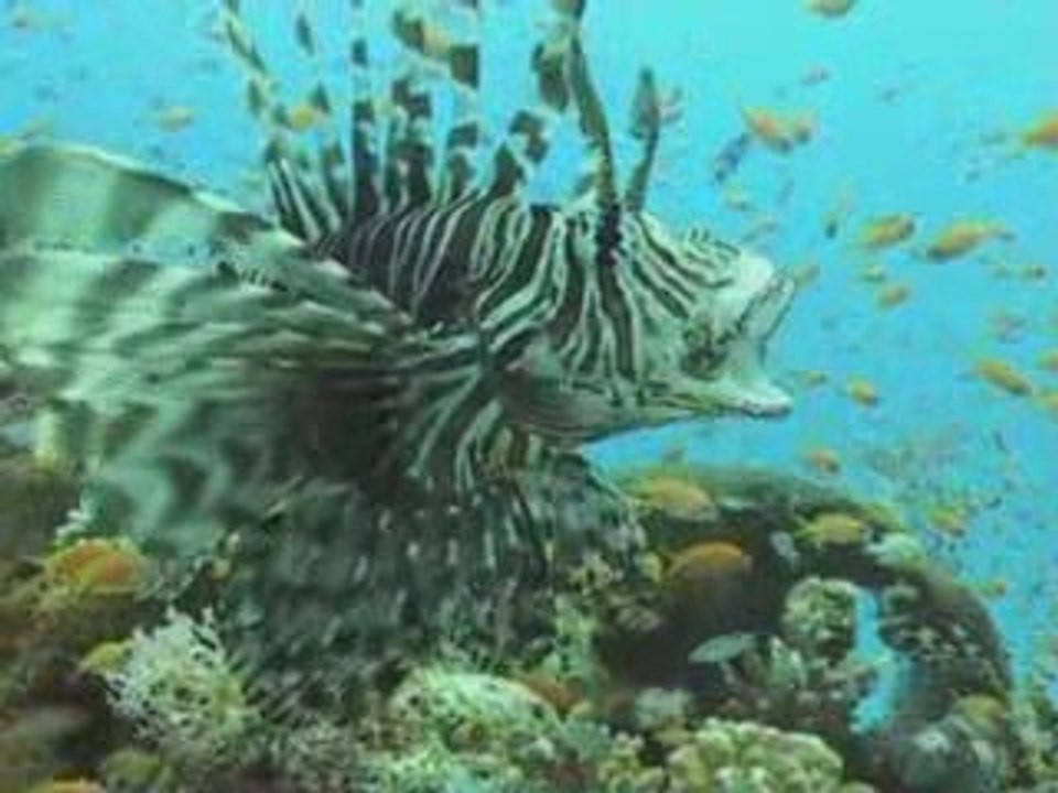 club marmara hurghada bapteme plongee