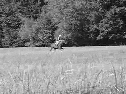 étalon pur sang arabe monté