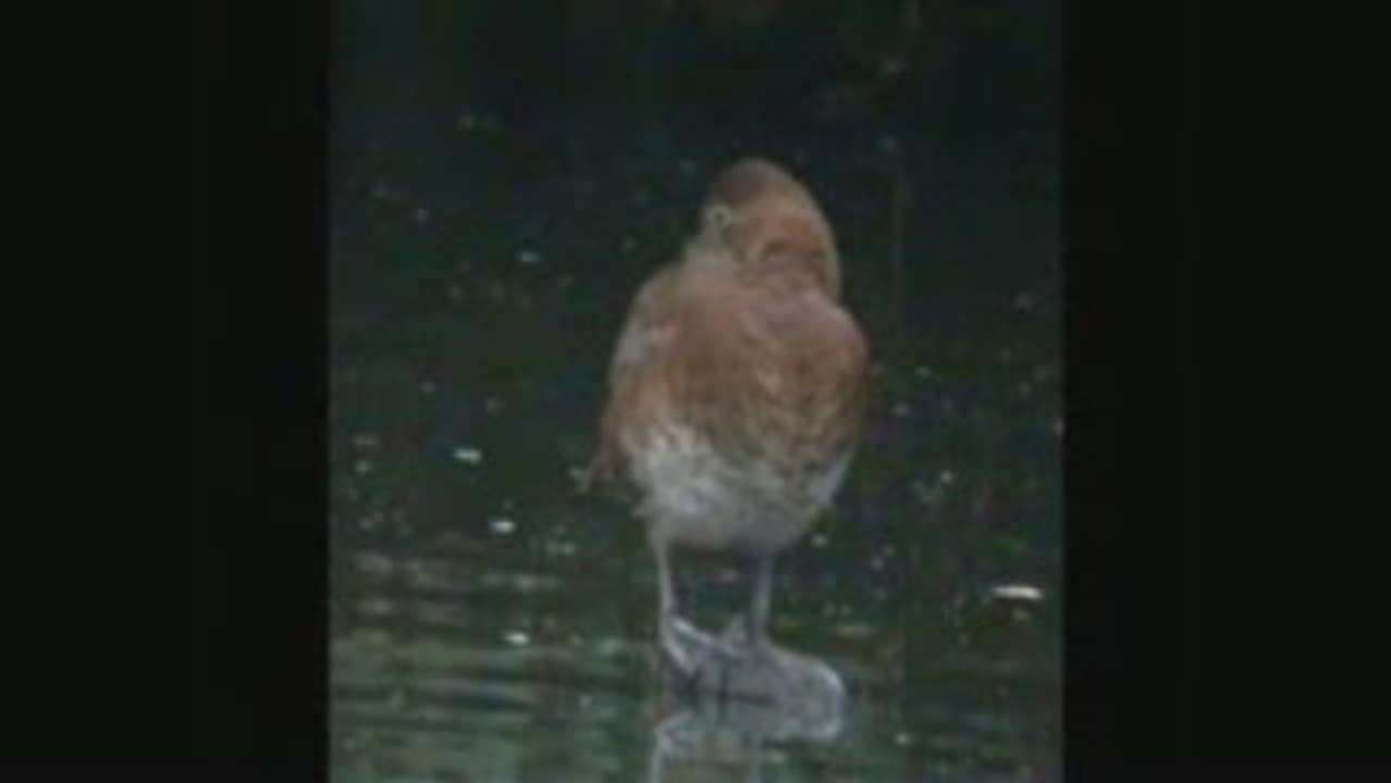 Fuligules milouins au bassin du Carouge, juillet 2009
