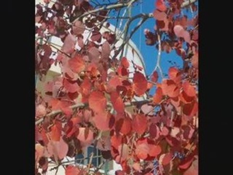 Faz um milagre em mim - Regis Danese