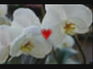 Biricik askima özel