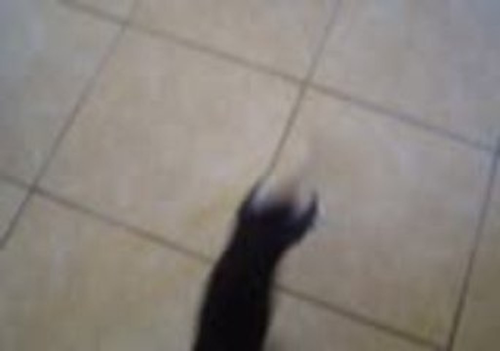 le nouveau pet de xezzbeth