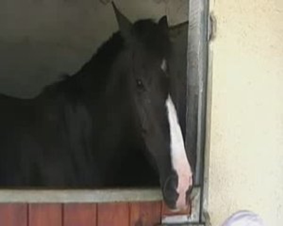 Napo'