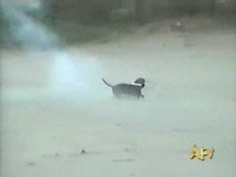 Chien qui attrape une fusée pétard trop des barres lol mdr