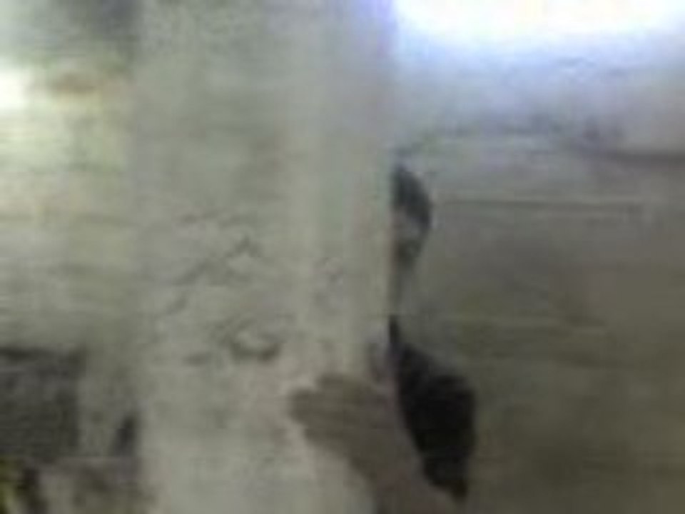 2 Vielleries de l'an 2005