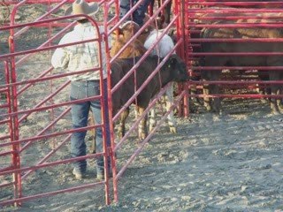 l'expo de sainte hyacinthe super