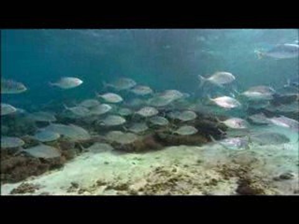 Swimming with Whale Sharks Ningaloo Reef Western Australia