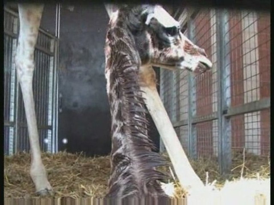 Naissance d'un girafon