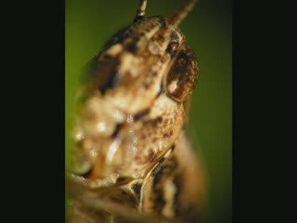 Grasshopper's Revenge II.