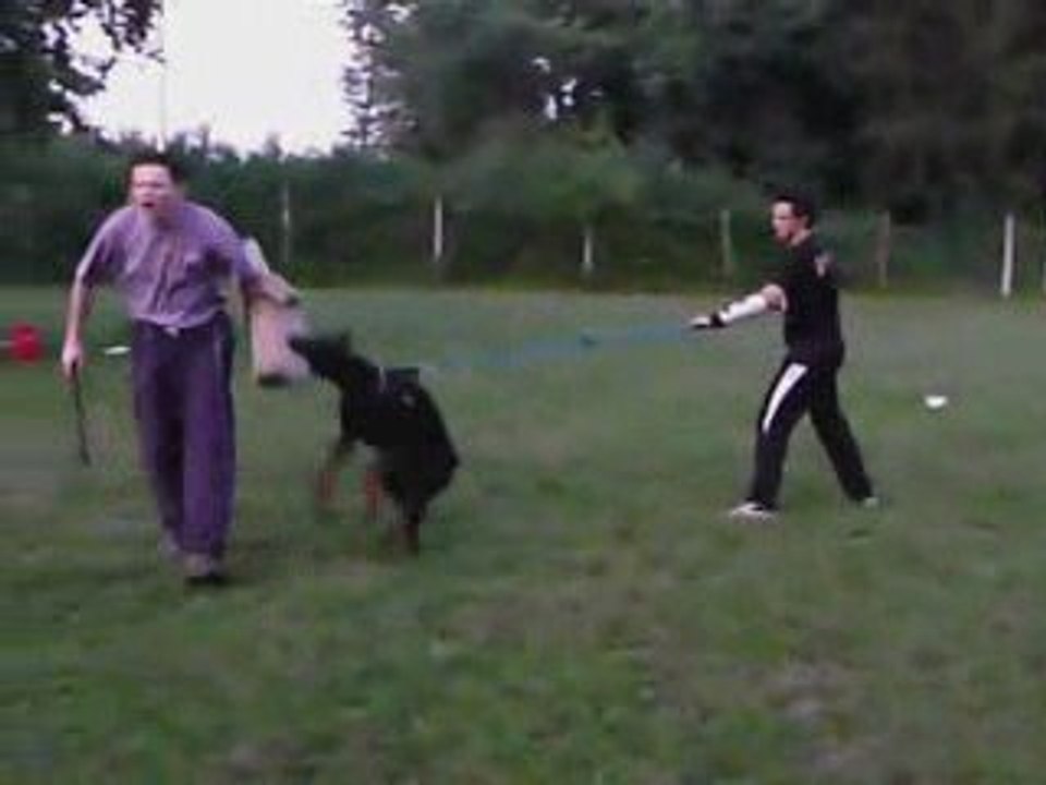 Doberman defense treaining- Saar of BlackMagic Land