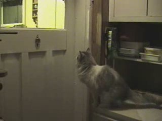 chat frappe à la porte