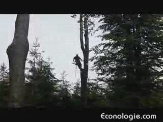 Elagueur Bucheron aérien