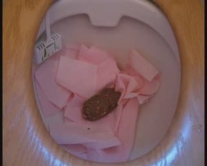 Our Song - roger waters & ron geesin