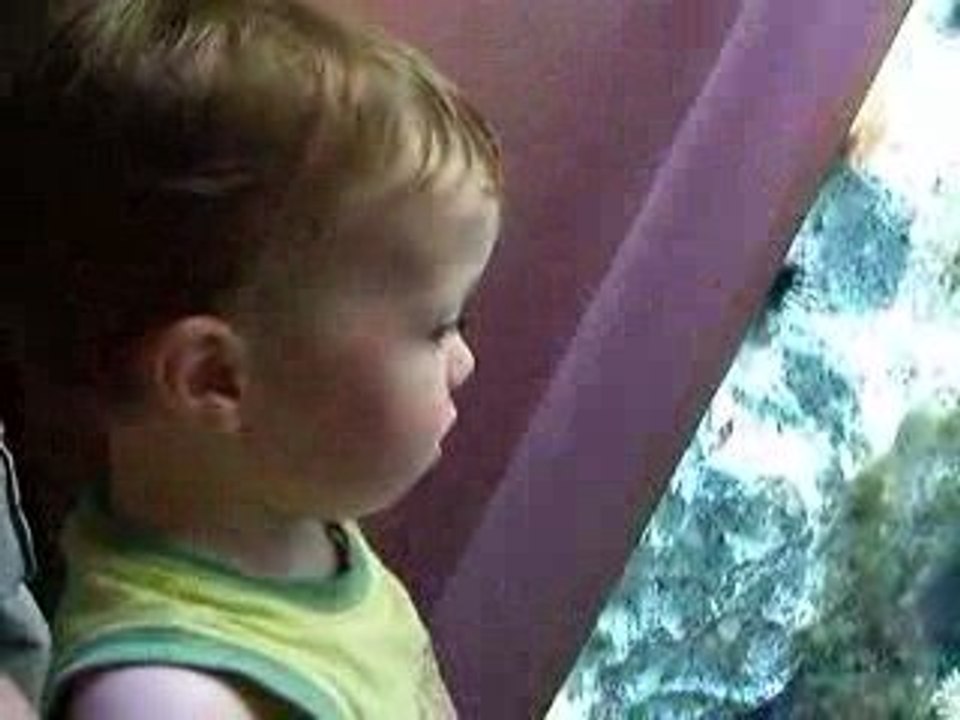 à l'aquarium